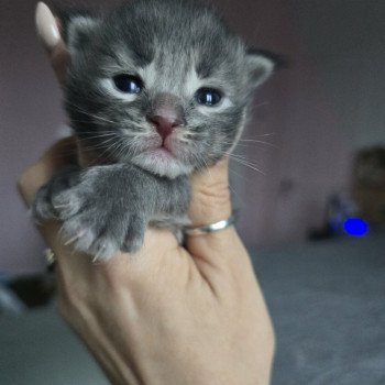 chaton Maine coon blue tabby Azur Chatterie des Sept Phoenix