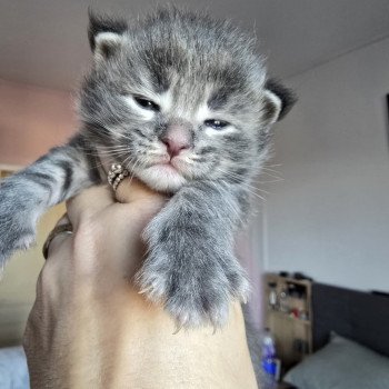 chaton Maine coon blue tabby Azur Chatterie des Sept Phoenix