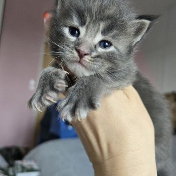 chaton Maine coon blue tabby Azur Chatterie des Sept Phoenix