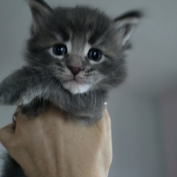 chaton Maine coon blue tabby Azur Chatterie des Sept Phoenix