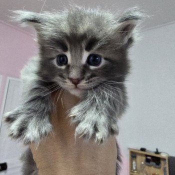 chaton Maine coon blue tabby Azur Chatterie des Sept Phoenix