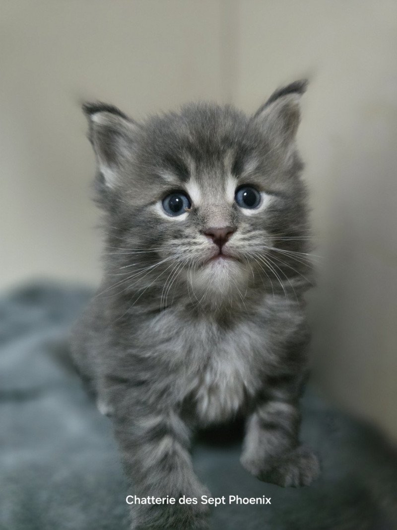 Azur Des Sept Phoenix Mâle Maine coon