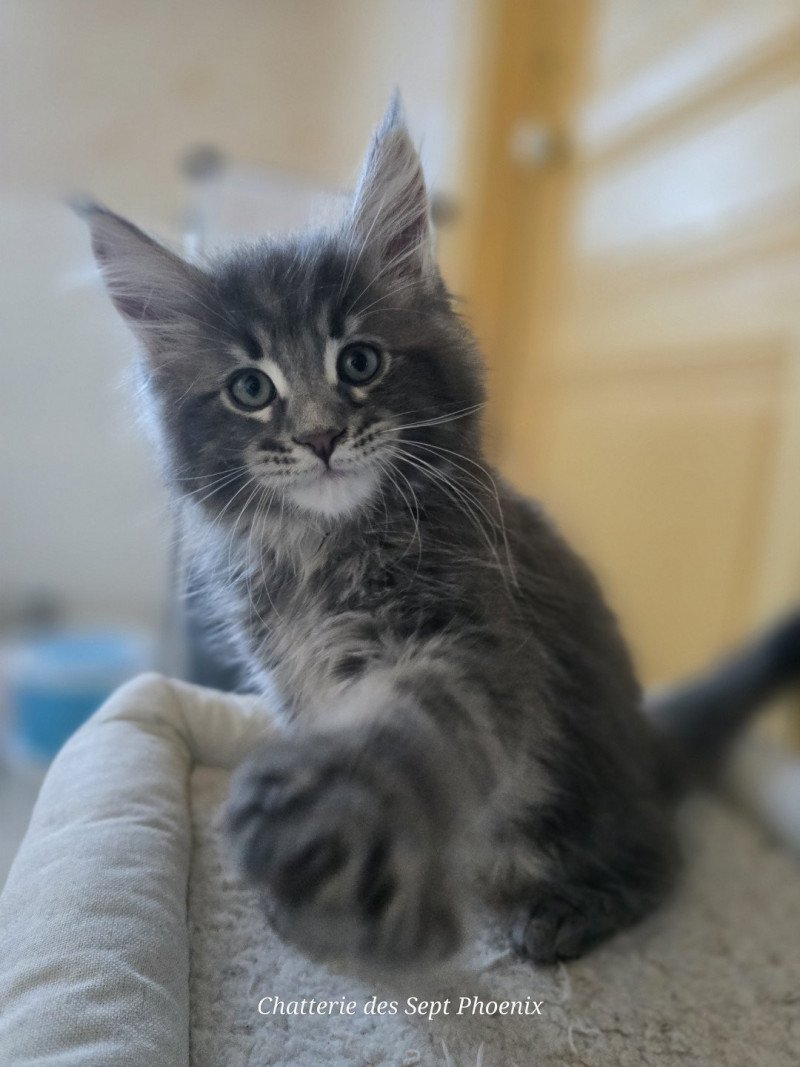 Azur Des Sept Phoenix Mâle Maine coon