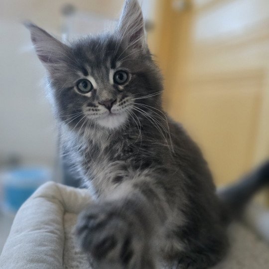 Azur Des Sept Phoenix Mâle Maine coon