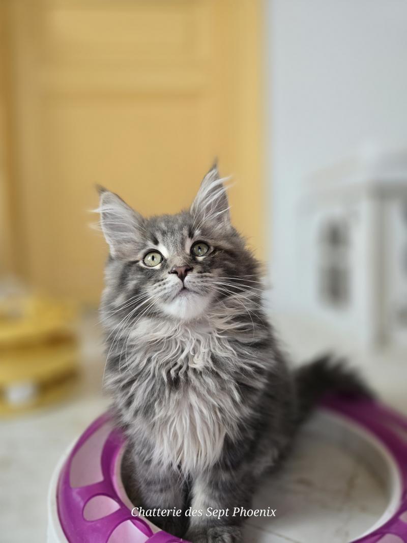Azur Des Sept Phoenix Mâle Maine coon