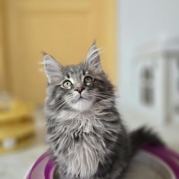 chaton Maine coon blue silver blotched tabby Azur Chatterie des Sept Phoenix