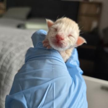 chaton Maine coon red smoke Balzac Chatterie des Sept Phoenix