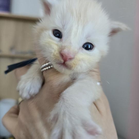 Balzac Des Sept Phoenix Mâle Maine coon