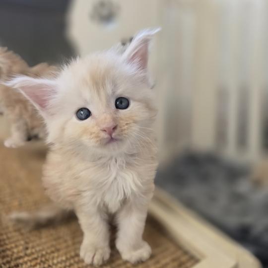 Balzac Des Sept Phoenix Mâle Maine coon