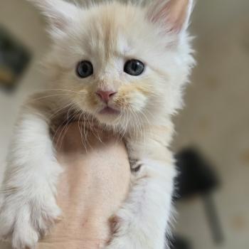 chaton Maine coon red silver blotched tabby Balzac Chatterie des Sept Phoenix