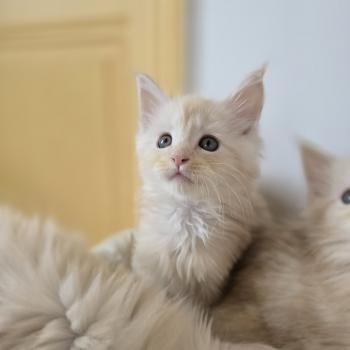 chaton Maine coon red silver blotched tabby Balzac Chatterie des Sept Phoenix