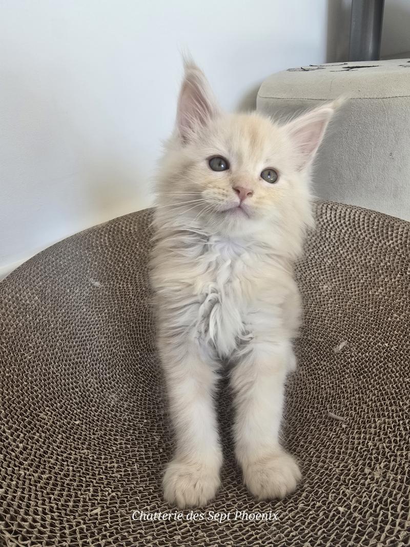 Balzac Des Sept Phoenix Mâle Maine coon