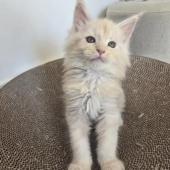 chaton Maine coon red silver blotched tabby Balzac Chatterie des Sept Phoenix