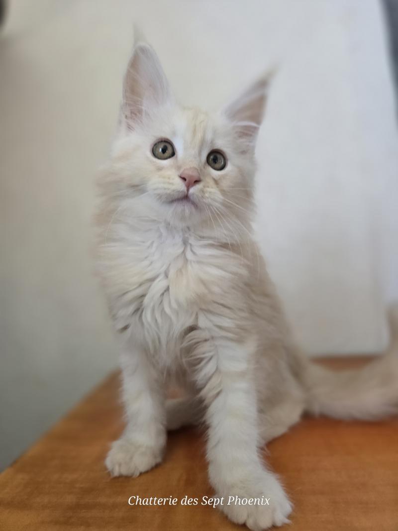 Balzac Des Sept Phoenix Mâle Maine coon