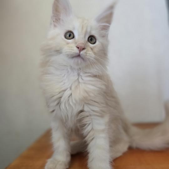 Balzac Des Sept Phoenix Mâle Maine coon