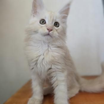 chaton Maine coon red silver blotched tabby Balzac Chatterie des Sept Phoenix