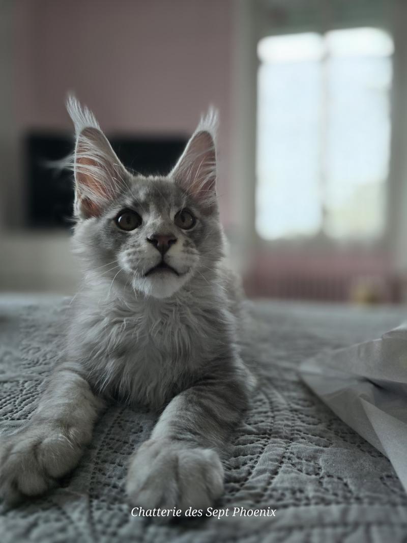 Banksy Roswell Mâle Maine coon