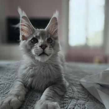 chat Maine coon Banksy Chatterie des Sept Phoenix