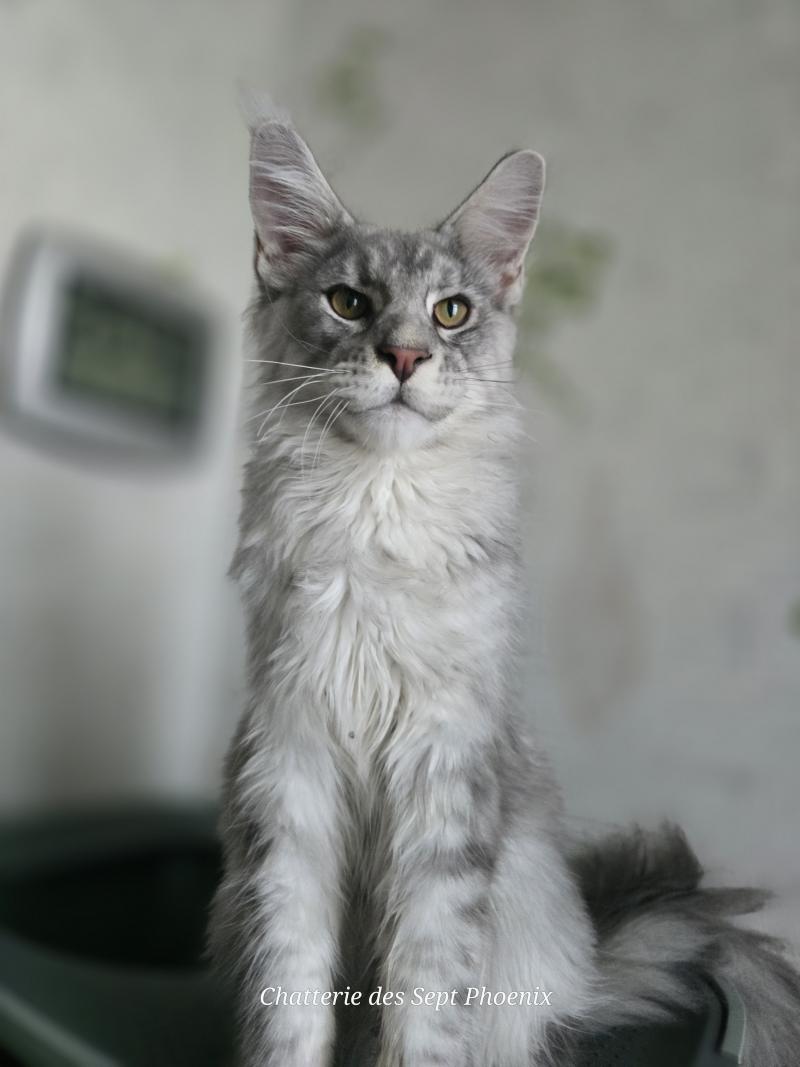 Banksy Roswell Mâle Maine coon