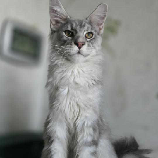 Banksy Roswell Mâle Maine coon
