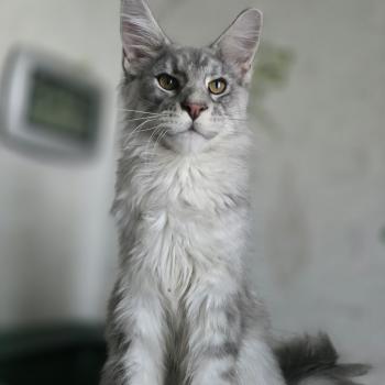 chat Maine coon blue silver mackerel tabby Banksy Roswell Chatterie des Sept Phoenix