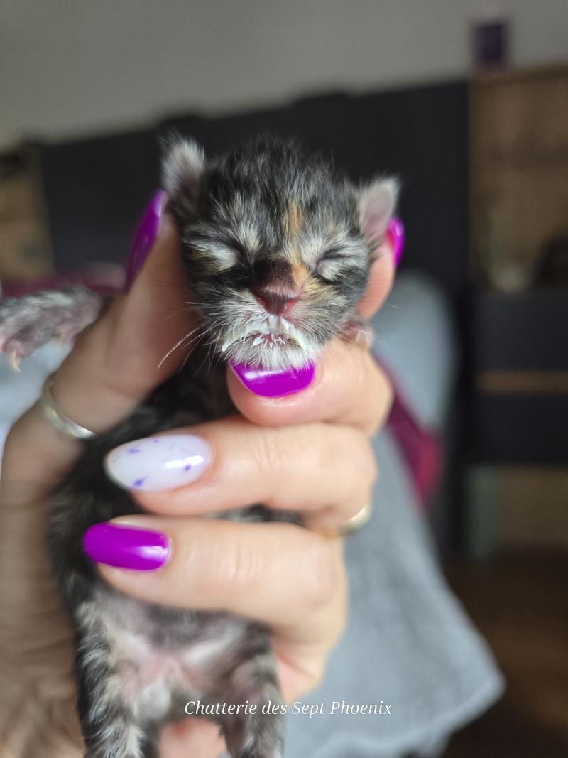 Bastia Des Sept Phoenix Femelle Maine coon
