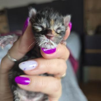 chaton Maine coon brown tortie tabby Bastia Chatterie des Sept Phoenix