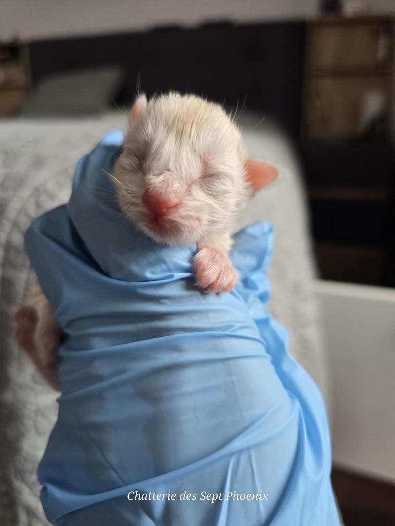 Beauty Des Sept Phoenix Femelle Maine coon