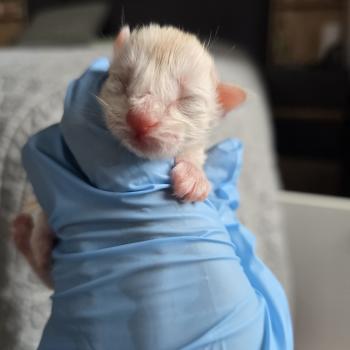 chaton Maine coon red smoke Beauty Chatterie des Sept Phoenix