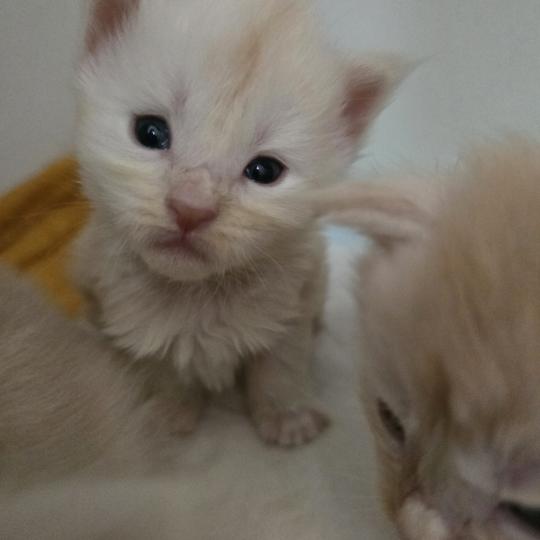 Beauty Des Sept Phoenix Femelle Maine coon