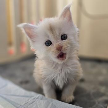 chaton Maine coon red smoke Beauty Chatterie des Sept Phoenix