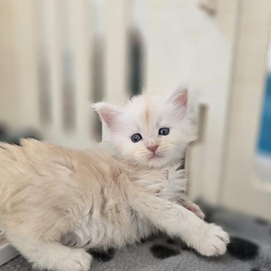 Beauty Des Sept Phoenix Femelle Maine coon