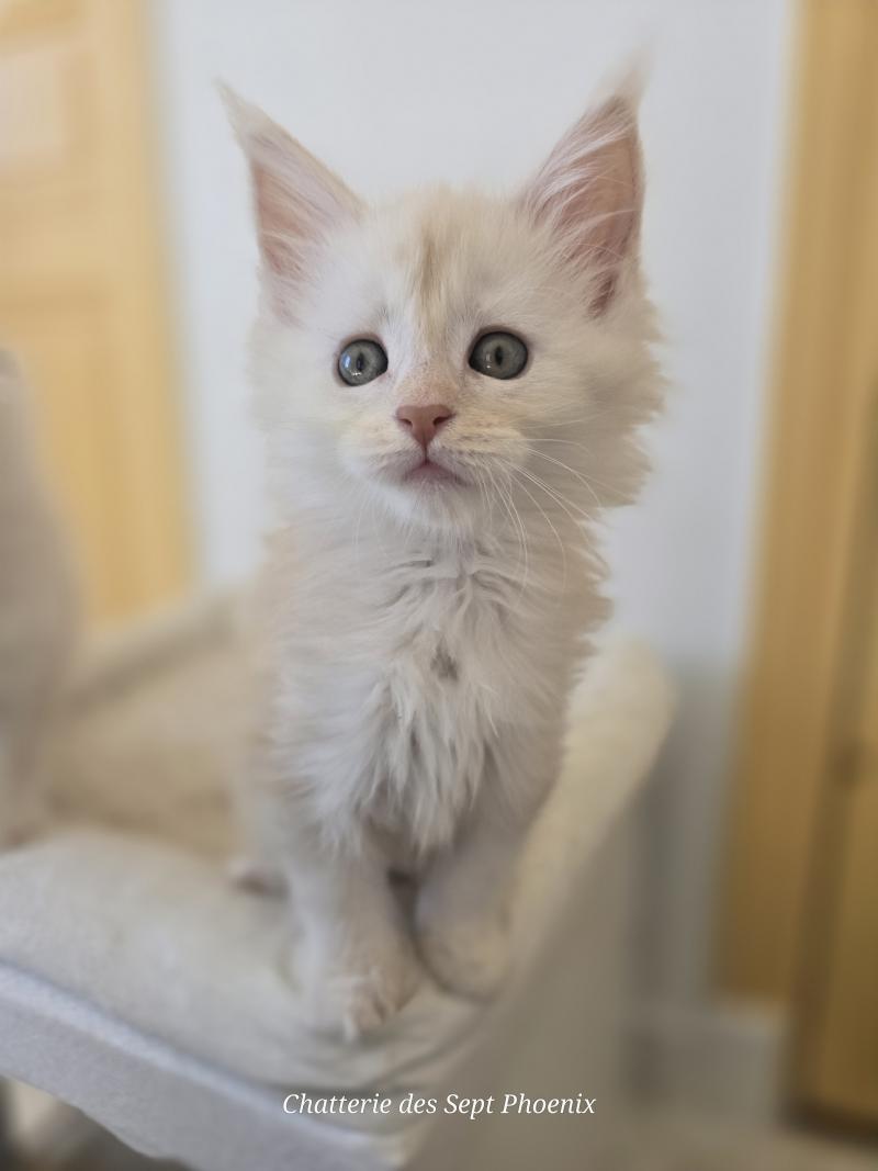 Beauty Des Sept Phoenix Femelle Maine coon
