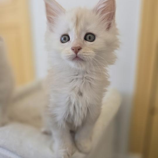 Beauty Des Sept Phoenix Femelle Maine coon