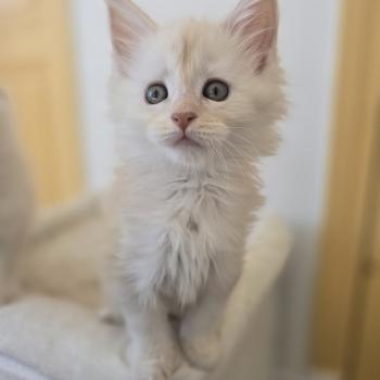 chaton Maine coon red smoke Beauty Chatterie des Sept Phoenix