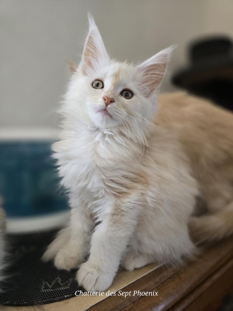 Beauty Des Sept Phoenix Femelle Maine coon