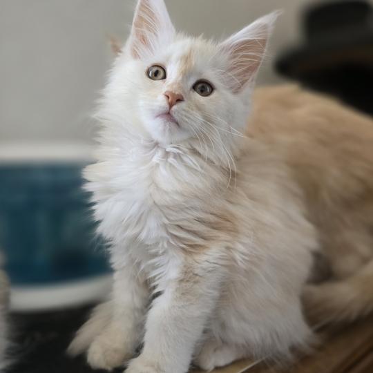 Beauty Des Sept Phoenix Femelle Maine coon