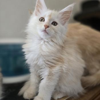 chaton Maine coon red smoke Beauty Chatterie des Sept Phoenix