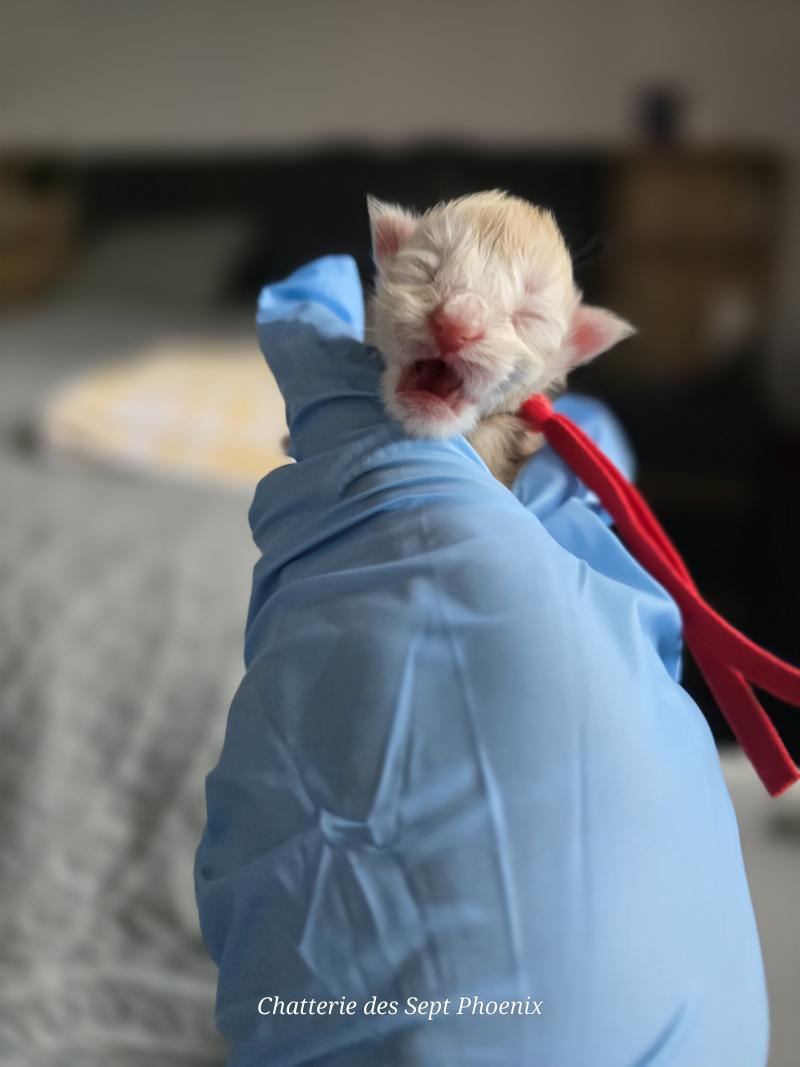 Belly Des Sept Phoenix Femelle Maine coon