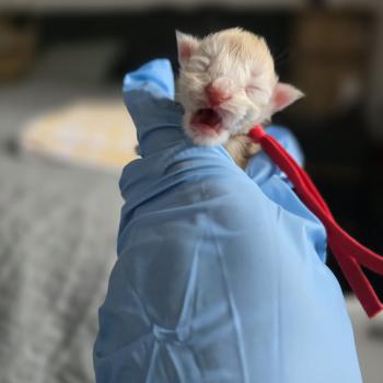 chaton Maine coon red silver blotched tabby Belly Chatterie des Sept Phoenix