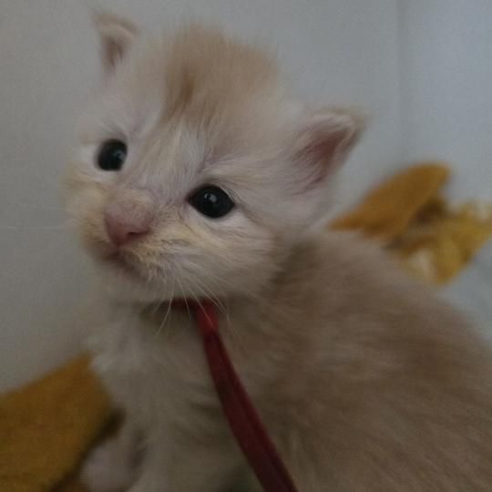 Belly Des Sept Phoenix Femelle Maine coon