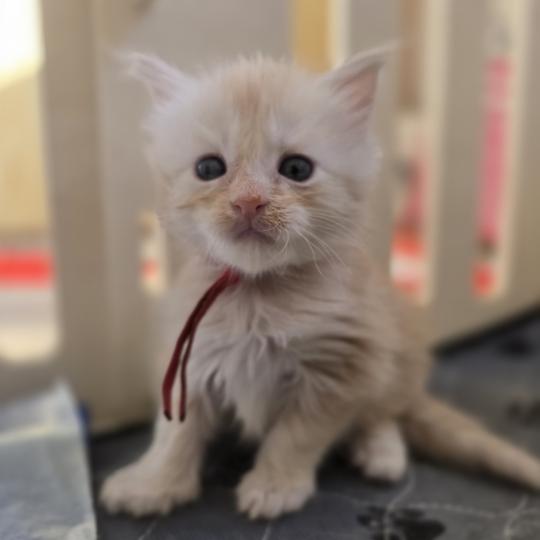 Belly Des Sept Phoenix Femelle Maine coon