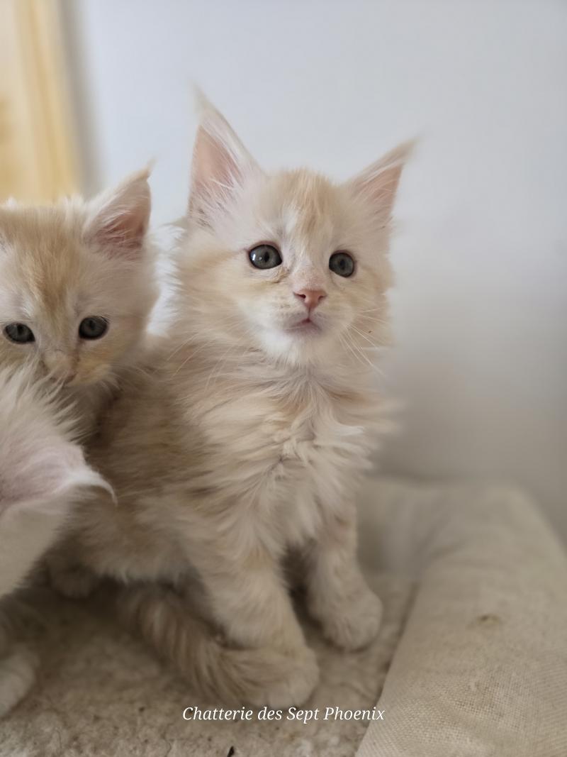 Belly Des Sept Phoenix Femelle Maine coon