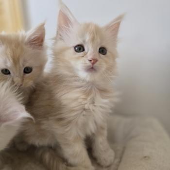 chaton Maine coon red silver blotched tabby Belly Chatterie des Sept Phoenix