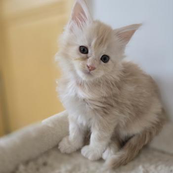 chaton Maine coon red silver blotched tabby Belly Chatterie des Sept Phoenix