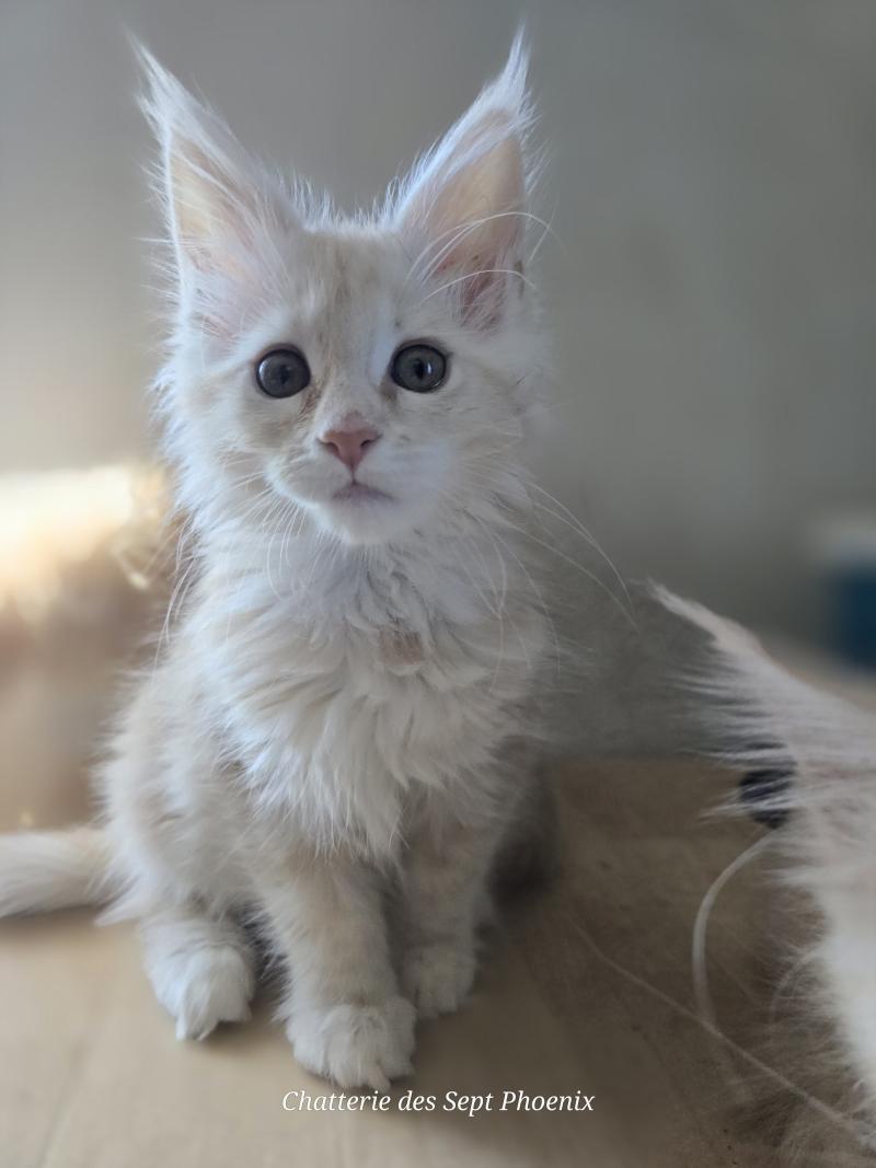 Belly Des Sept Phoenix Femelle Maine coon