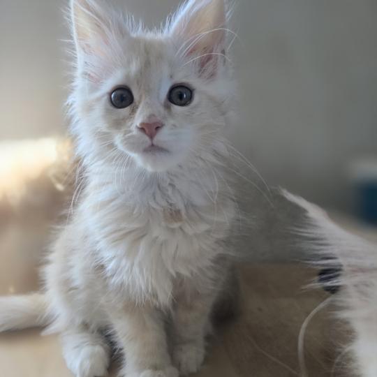 Belly Des Sept Phoenix Femelle Maine coon
