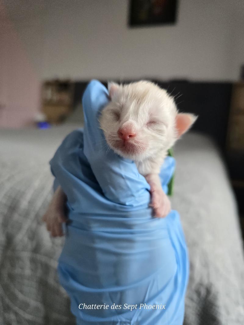 Berlioz Des Sept Phoenix Mâle Maine coon