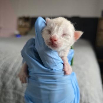 chaton Maine coon red silver blotched tabby Berlioz Chatterie des Sept Phoenix