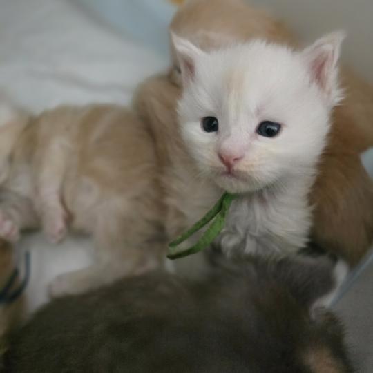Berlioz Des Sept Phoenix Mâle Maine coon